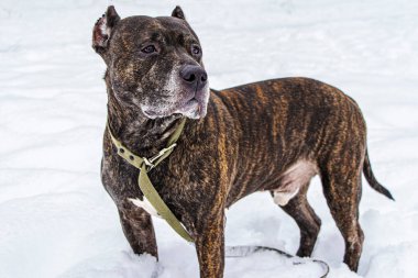 Karlı kışta yürüyüşe çıkmış Amerikan pitbull teriyeri. Güçlü köpek yaklaş. Hayvan ve güvenlik görevlisi..