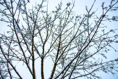 Ağaç dallarında kar. Karla kaplı ağaçların kış manzarası. Karların altındaki dalların şiddeti. Doğada kar yağışı.