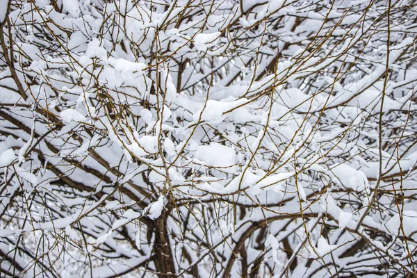 Снег Ветвях Деревьев Зимний Вид Деревьев Покрытых Снегом Тяжесть Ветвей — стоковое фото