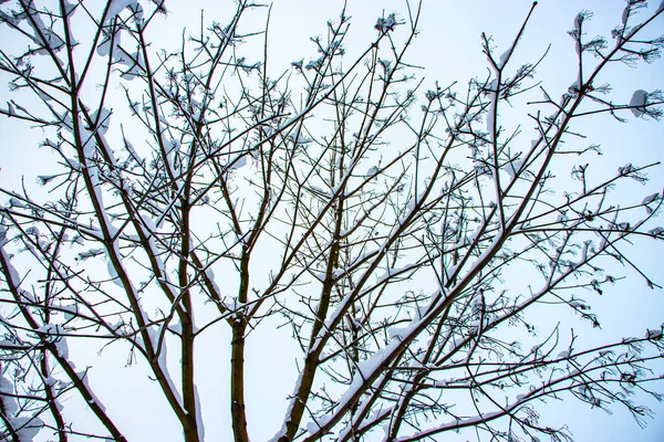 Снег Ветвях Деревьев Зимний Вид Деревьев Покрытых Снегом Тяжесть Ветвей — стоковое фото