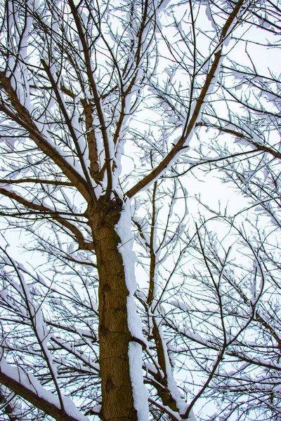 Neve Nos Galhos Das Árvores Inverno Vista Árvores Cobertas Neve — Fotografia de Stock