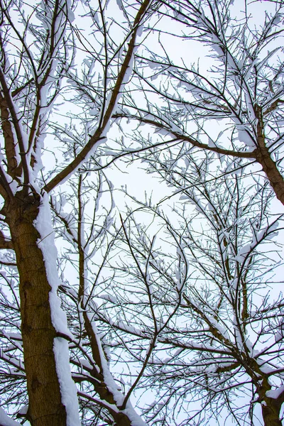 Neve Nos Galhos Das Árvores Inverno Vista Árvores Cobertas Neve — Fotografia de Stock