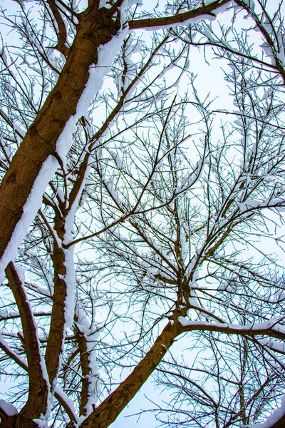 Neve Nos Galhos Das Árvores Inverno Vista Árvores Cobertas Neve — Fotografia de Stock