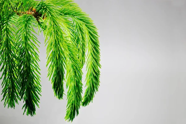 A branch of a young spruce on a soft gray background. New Year\'s and Christmas