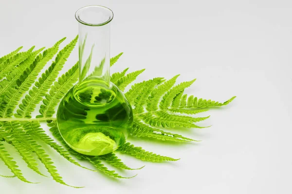 A glass laboratory test tube stands on a leaf of a young fern on a white background. Biotechnology research concept. Natural natural oils. Close-up. copy space