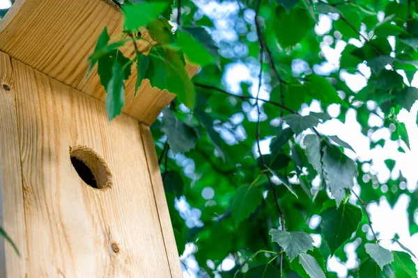 Vogelhäuschen Auf Einem Baum Großaufnahme Pflege Der Vögel Und Der — Stockfoto