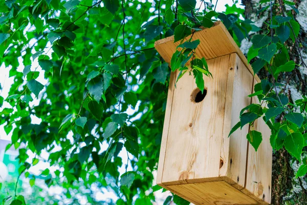 Birdhouse Close Árvore Cuidar Das Aves Ambiente Alimentadores Pássaros Apoio — Fotografia de Stock
