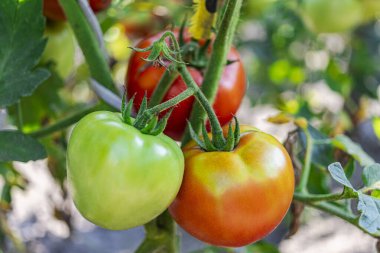 Bahçedeki domatesler çalıların üzerinde. Çiftlikteki baharatlı sebzeler. Doğal koşullarda doğal domates yetiştirmek. GDO olmayan ürünler. Seçici odak
