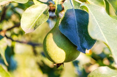 Ağaç dalındaki armutlar. Çiftlikte taze meyve var. Kimyasal katkı maddeleri olmadan doğal koşullarda armut yetiştirmek. GDO olmayan ürünler. Seçici odak