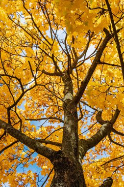 Maple crown in autumn. Yellow leaves on the tree in October. Bright autumn