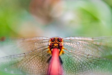 Kırmızı yusufçuk, bulanık bir arkaplanda yakın plan. Seçici odaklanma. Macro vuruldu. Güzel bir böcek.