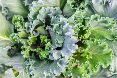 Bahçede dekoratif lahanalar var. Lahananın doğal arka planı. Peyzaj