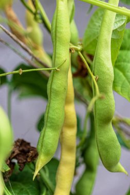 Yeşil fasulyeler büyüyor. Bahçedeki fasulyeler hasat için hazır. Yakın plan. Çiftlik yetiştirilmiş doğal protein