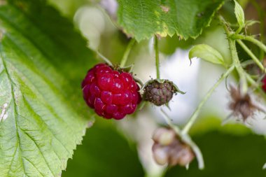 Ormandaki bir çalılıkta olgun kırmızı ahududular. Yabani ahududu. Bulanık arkaplan