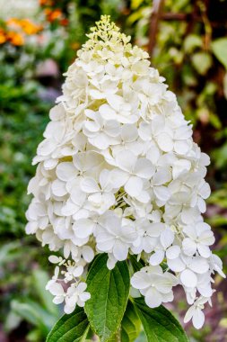 Bir Kümeli 'Annabelle' Ortanca (Hydrangea Arborescens) Çiçekli Çalı. Annabelle Ortanca Bahçede