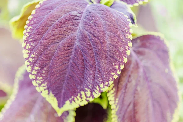 Primer Plano Las Hojas Coleus Ortiga Pintada Diseño Paisaje Una —  Fotos de Stock