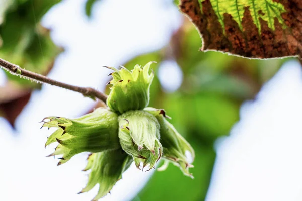 Unga Vilda Hasselnötter Mognar Ett Träd Skogen Naturliga Naturliga Vitaminer — Stockfoto