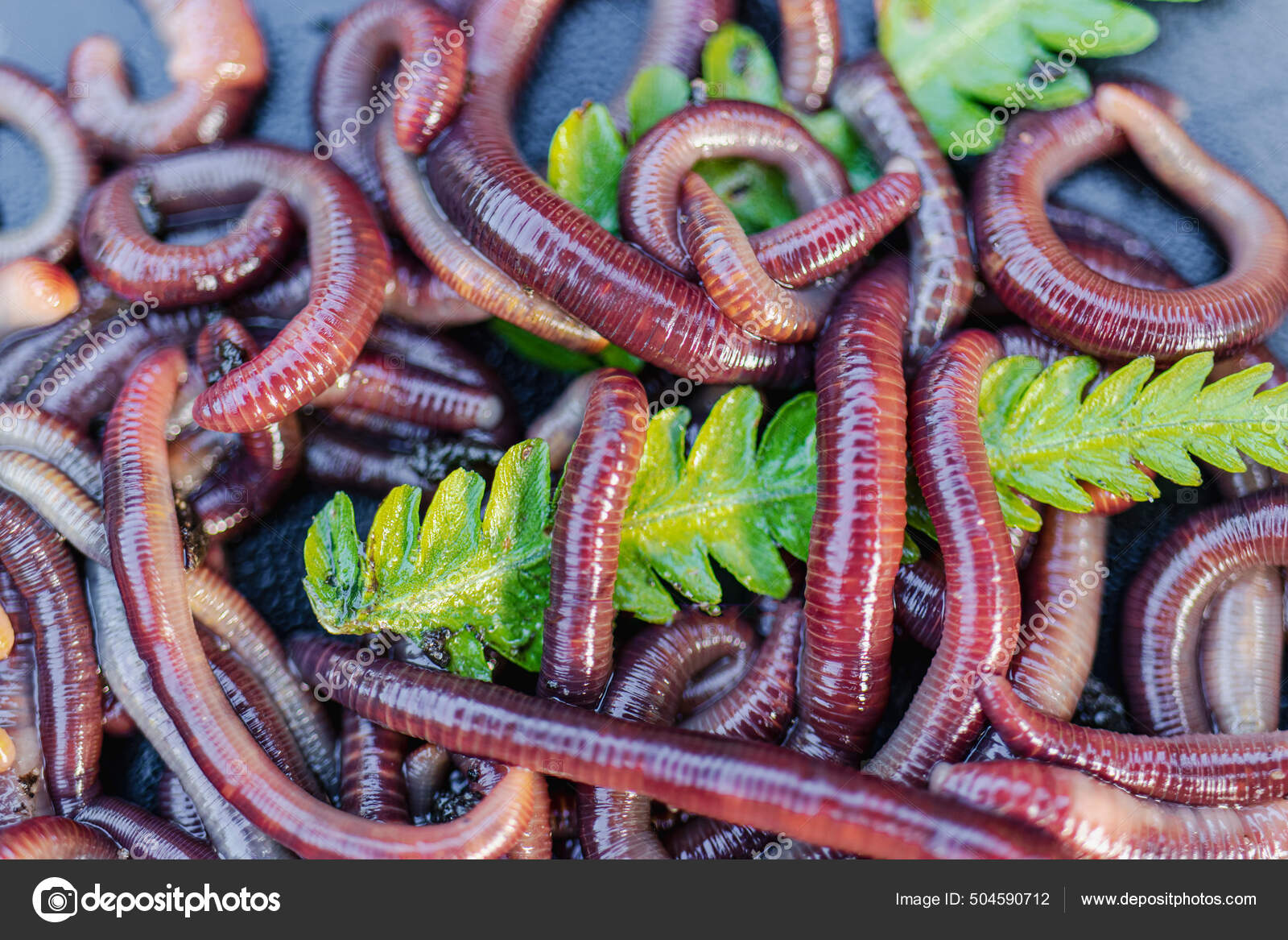 Breeding Red Worms Dendrobena Fertile Soil Natural Soil Improvement Fishing  — Stock Photo © Anoo77 #504590712