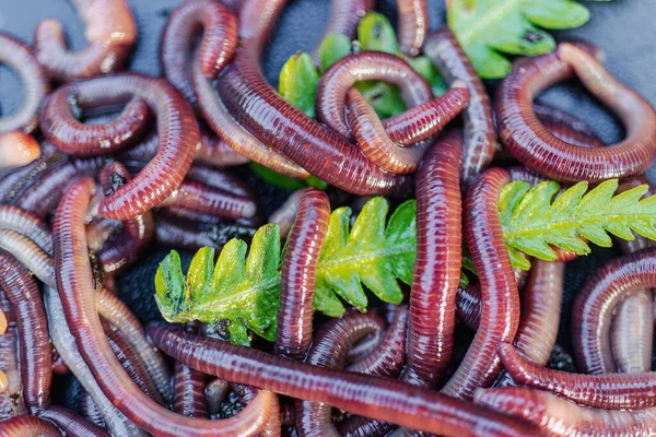 Breeding red worms Dendrobena. Fertile soil. Natural soil improvement. Fishing worms