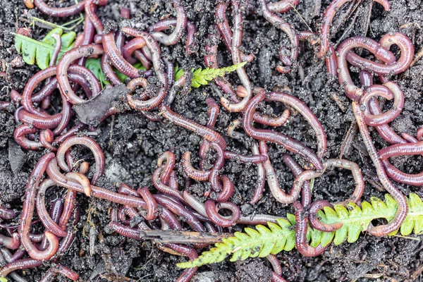 Breeding red worms Dendrobena. Fertile soil. Natural soil improvement. Fishing worms