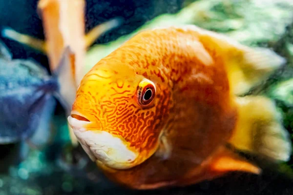 Schöne Leuchtend Orange Rote Papageienbuntbarsche Einem Aquarium Cichlasoma Nahaufnahme — Stockfoto