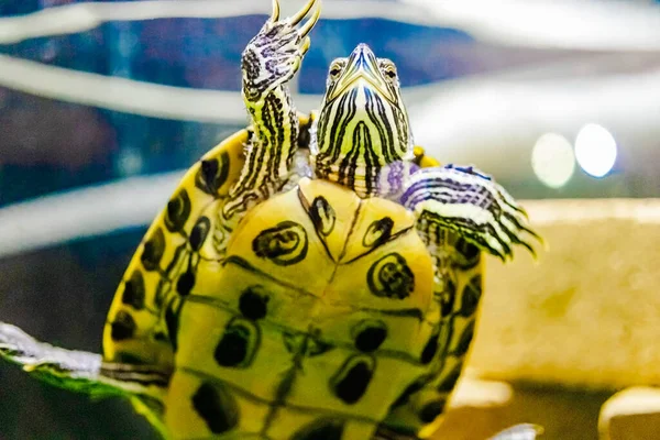 Красноухая Черепаха Плавает Воде Крупный План Любимое Животное — стоковое фото