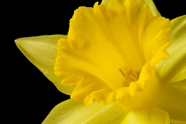 Nära håll gul påsklilja på svart bakgrund — Stockfoto