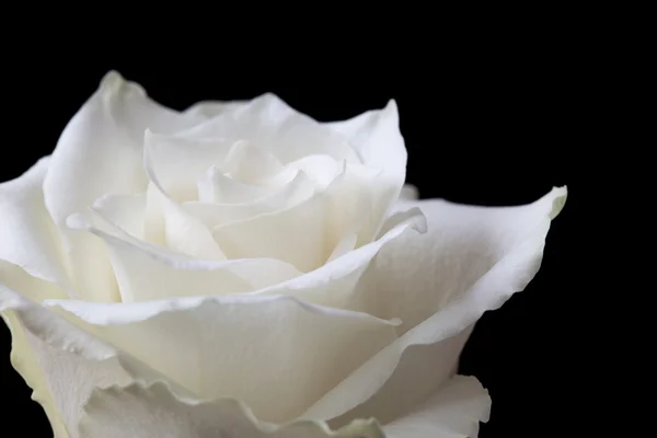 Close up white rose on black background — Stock Photo, Image