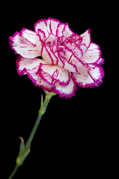 Witte en roze anjer op zwart — Stockfoto