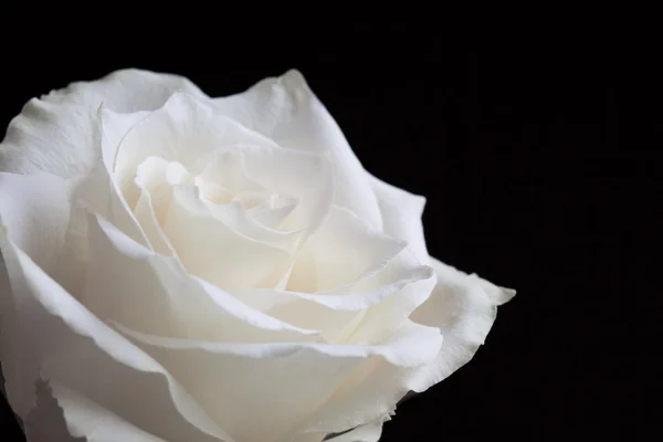 Close up white rose on black background — Stock Photo, Image