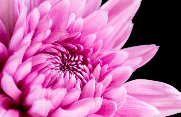 Close-up van roze chrysant op zwart — Stockfoto