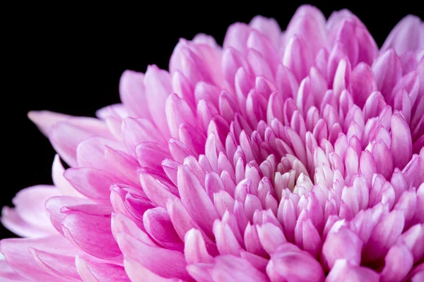 Close up pink chrysanthemum on black — Stock Photo, Image