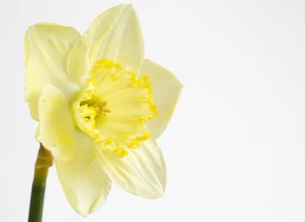 Pale yellow daffodil on white — Stock Photo, Image