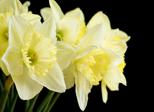 Manojo de narcisos de color amarillo pálido sobre negro — Foto de Stock