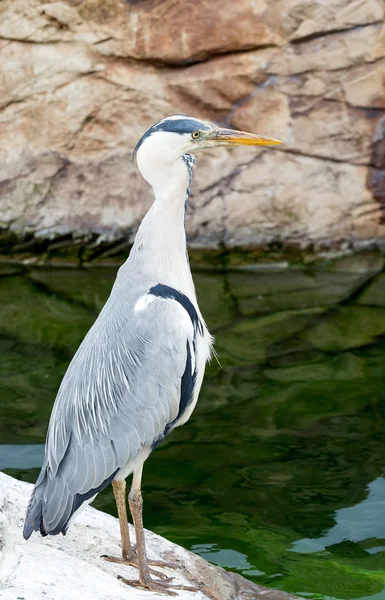 Gri balıkçıl ayakta su tarafından