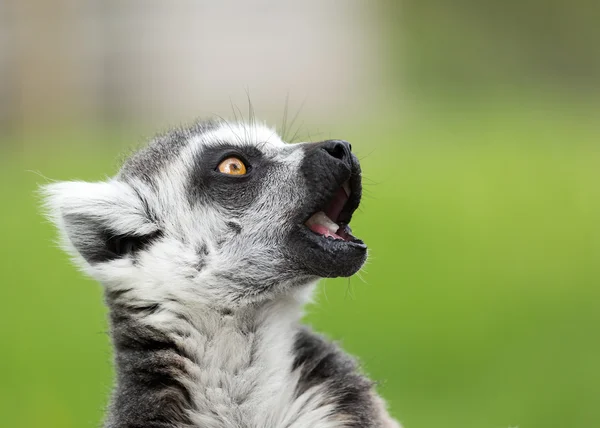 Close up portrait of ring tailed lemur — Stock Photo, Image