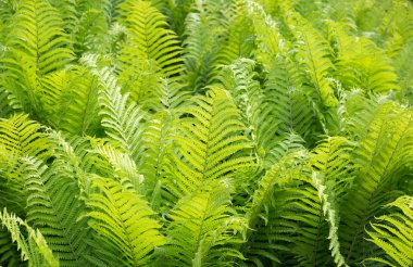 Devekuşu Fern 'Matteuccia struthiopteris'