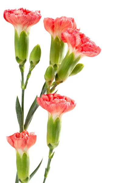 Rosa Nelken auf weißem Hintergrund — Stockfoto
