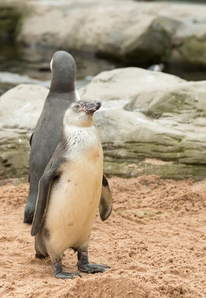 Jeune immature humboldt pingouin — Photo