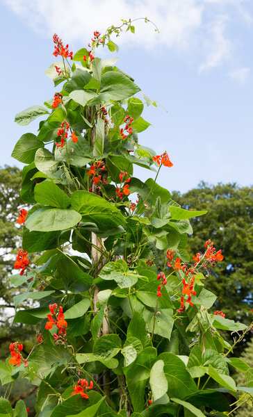 Runner bean plant in flower