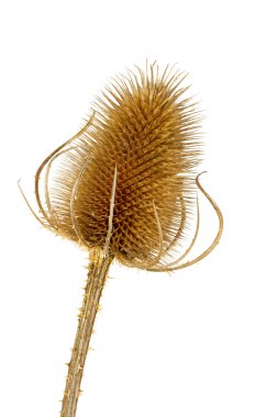 Kuru teasel başının üstüne beyaz