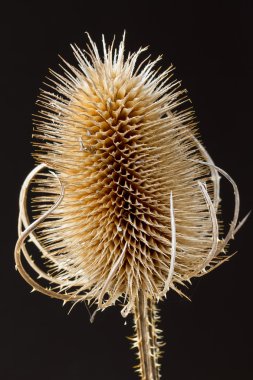 Teasel bir siyah kapatın