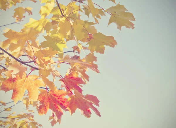 Autumn leaves with retro filter effect — Stock Photo, Image