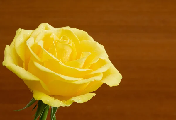 Beautiful yellow rose on wooden background — Stock Photo, Image