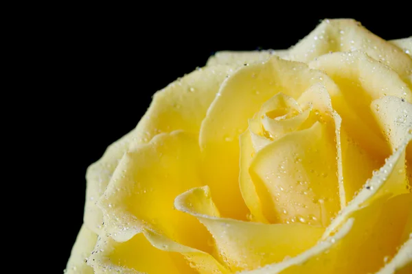 Bela rosa amarela no fundo preto — Fotografia de Stock