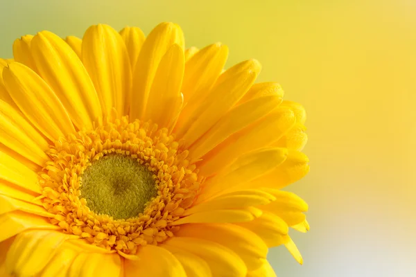Крупним планом жовта квітка гербери — стокове фото
