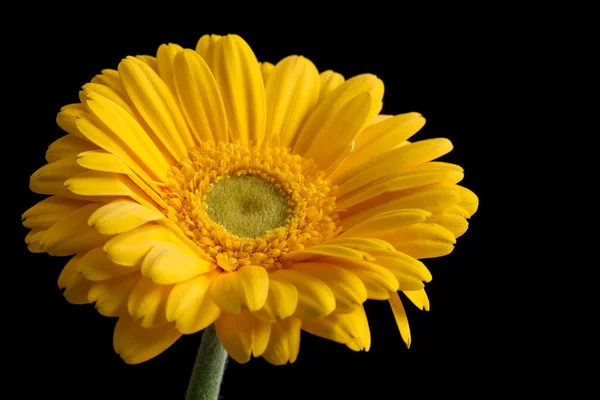 Květina žlutá gerbera na černém pozadí — Stock fotografie