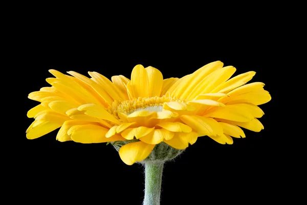 黒に黄色のガーベラの花 — ストック写真