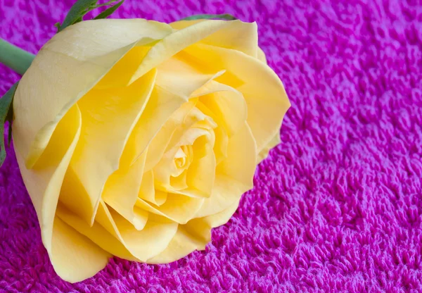 Rosa amarela bonita em uma toalha rosa — Fotografia de Stock