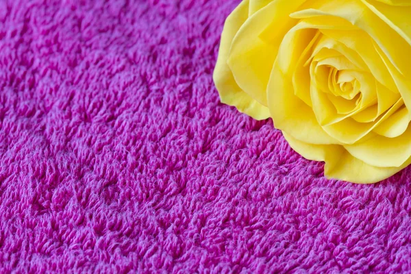 上一条粉红色毛巾美丽黄玫瑰 — 图库照片